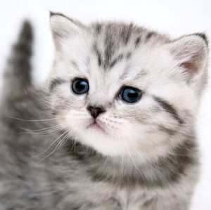 Meet your Posher, Joanne